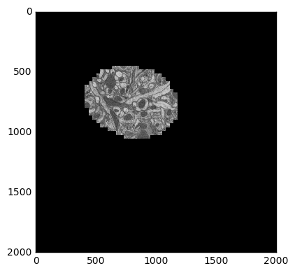 Sample electron microscopy image from stack